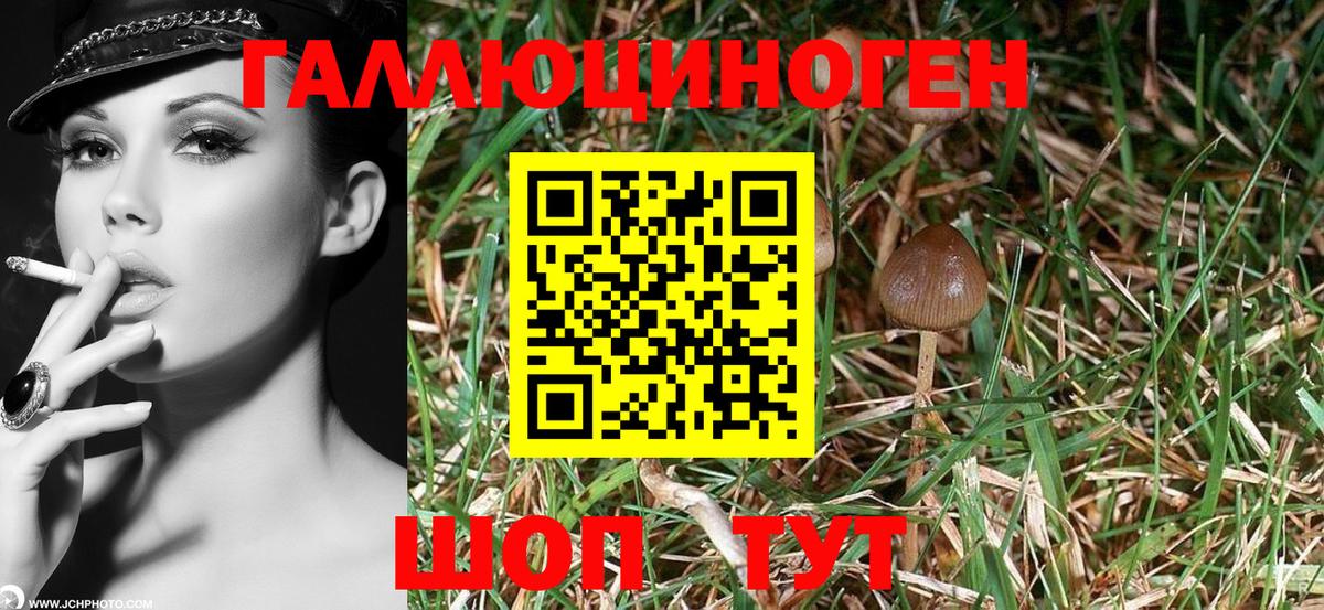 Псилоцибиновые грибы Psilocybe Кыштым